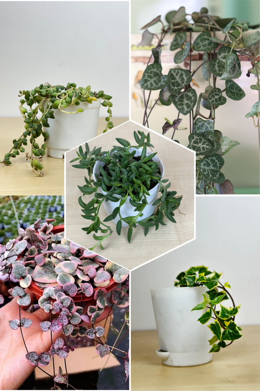 Delightful Combo 3 Succulent Plant