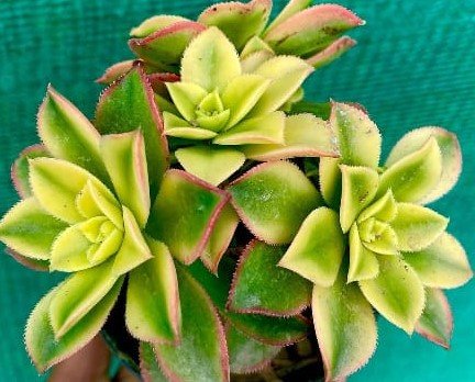 Aeonium Haworthii