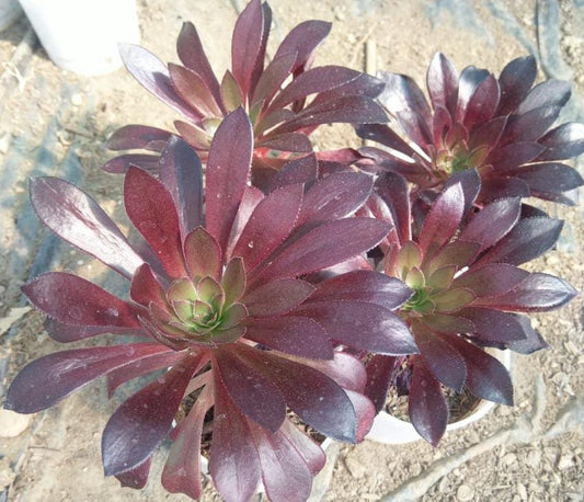 Echeveria Black Rose  Succulent Plant