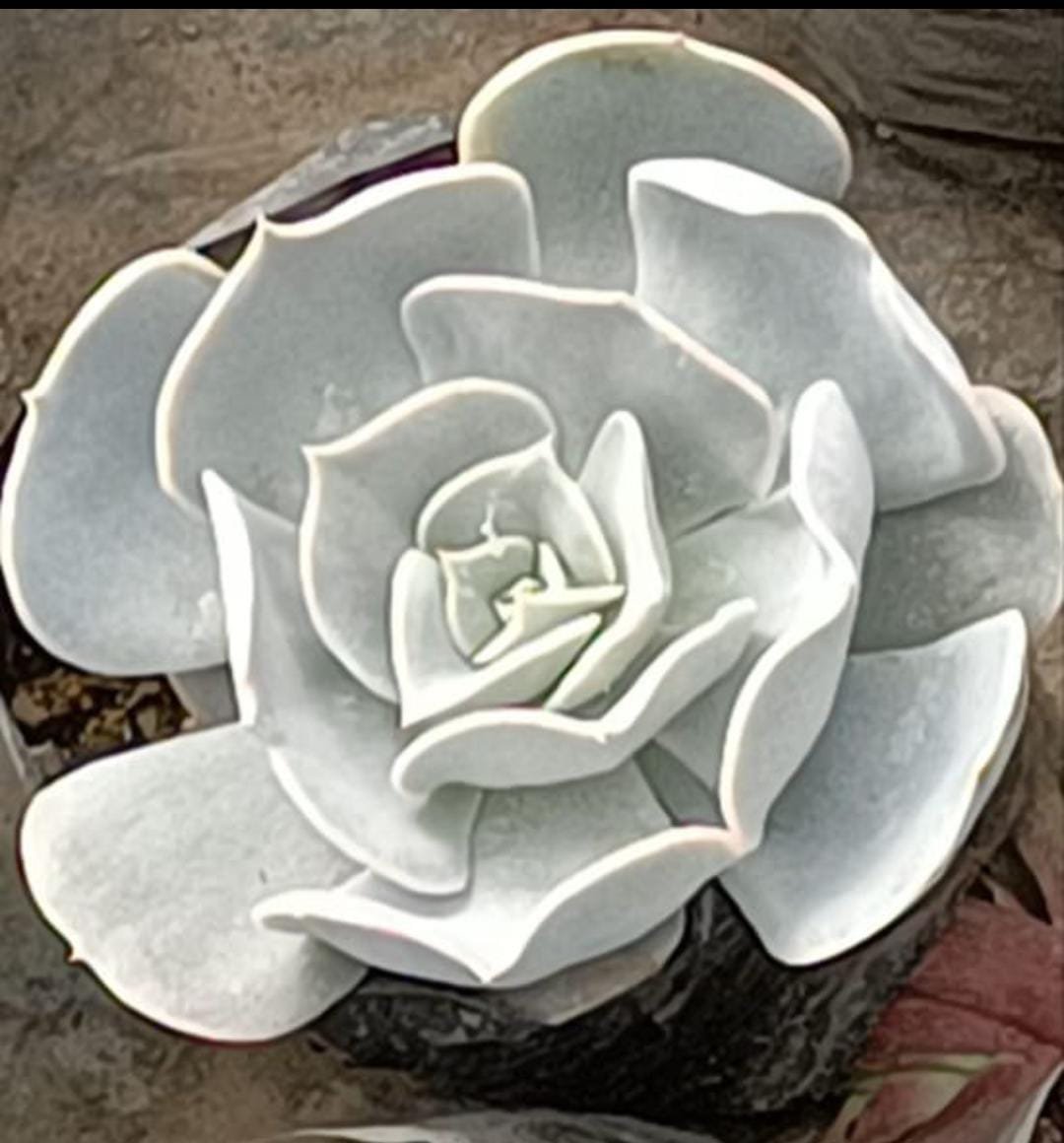 Echeveria Pollux