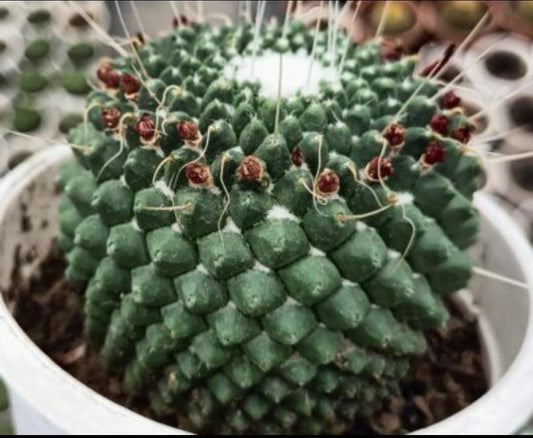 Mammillaria Maxico