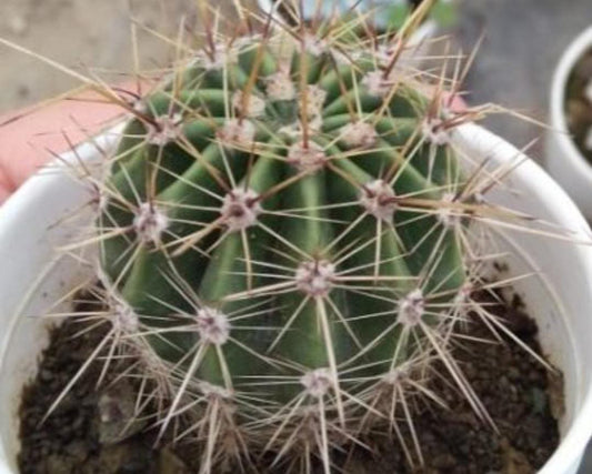 Cardon Grande cactus