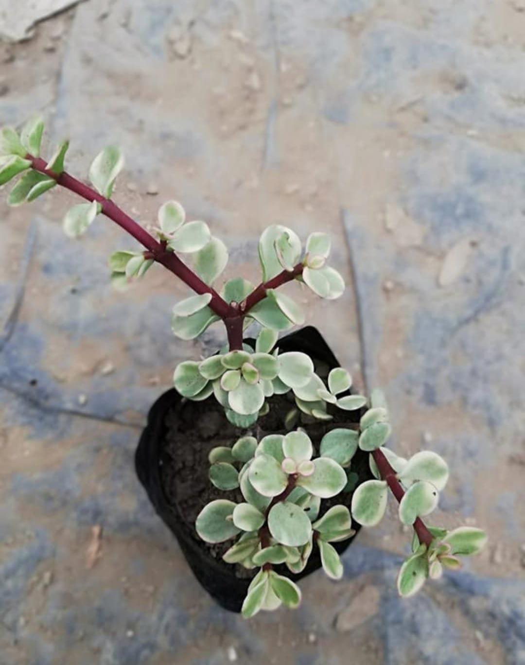 Elephant Bush Variegated