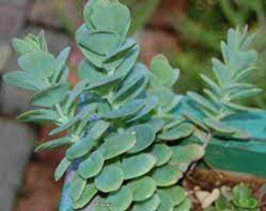 Kalanchoe Marinerina