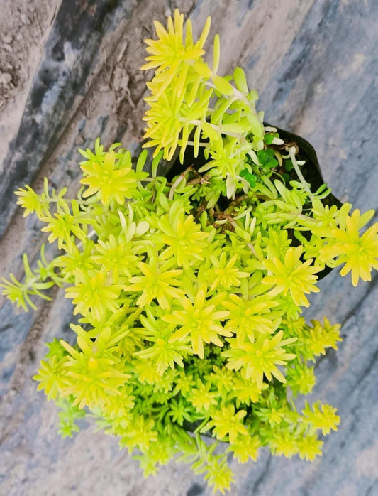 Lemon Coral Sedum