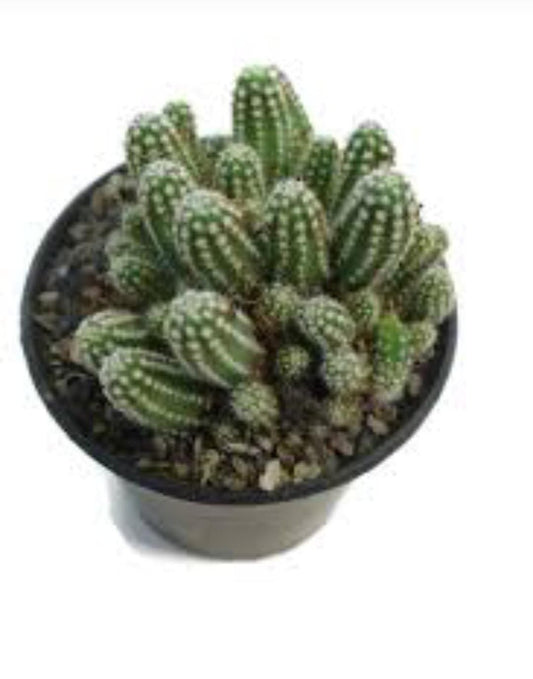 Peanut Cactus