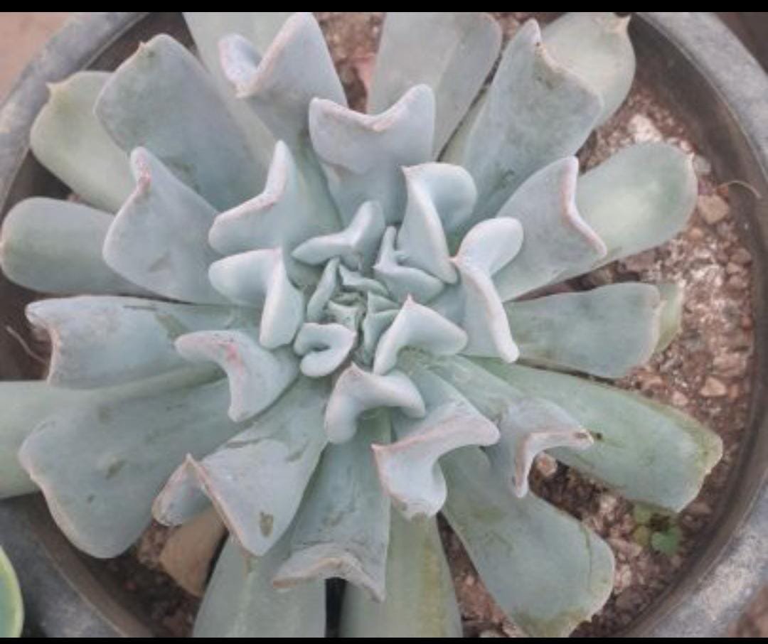 Echeveria Runyonii