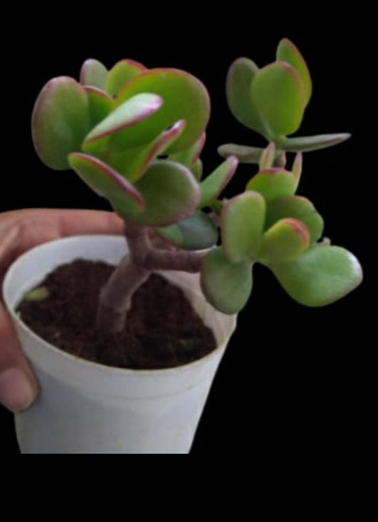 Crassula Jade