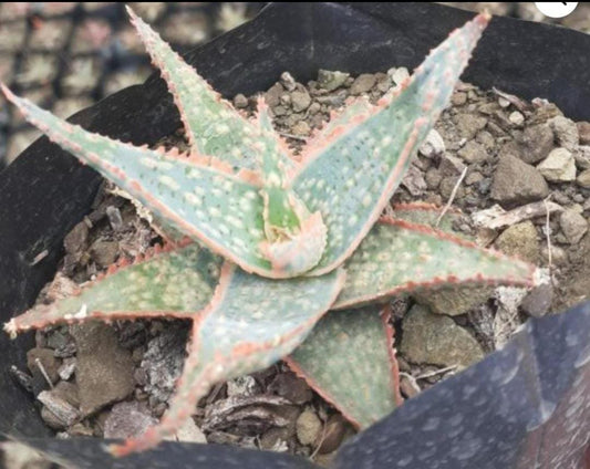 Aloe Star