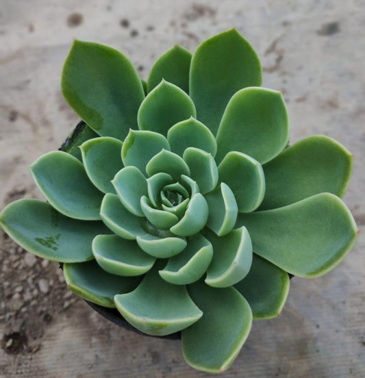 Echeveria Lite Green