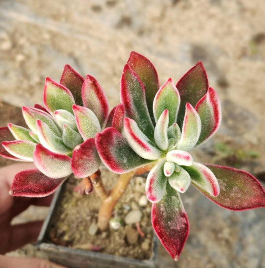 Echeveria Rubby Sleeper