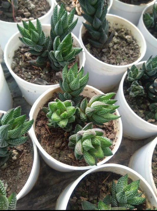 Haworthia Opsis Reinwardtii