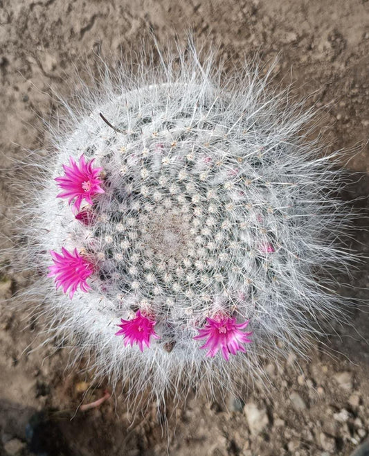 Snow Wall Cactus