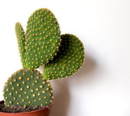 Bunny Ear Cactus Yellow