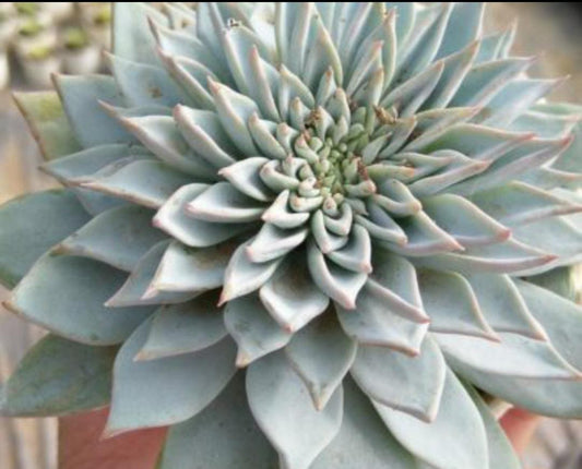 Echeveria Star