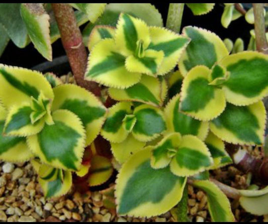 Crassula Sarmentosa Variegated