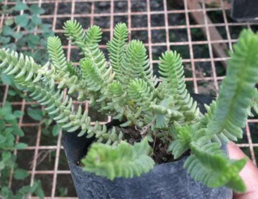 Crassula Muscosa