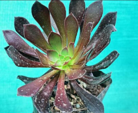 Echeveria Black Rose