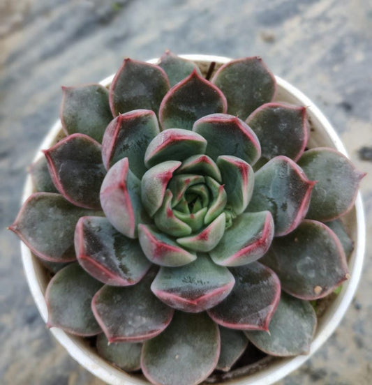 Echeveria Elegance