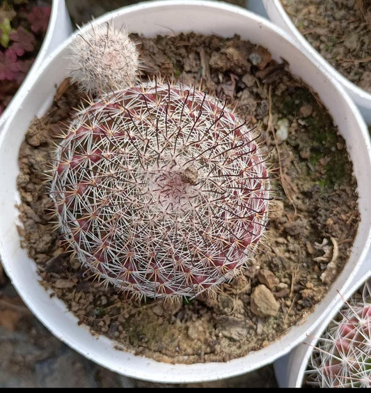 Mammillaria Perbella Cactus