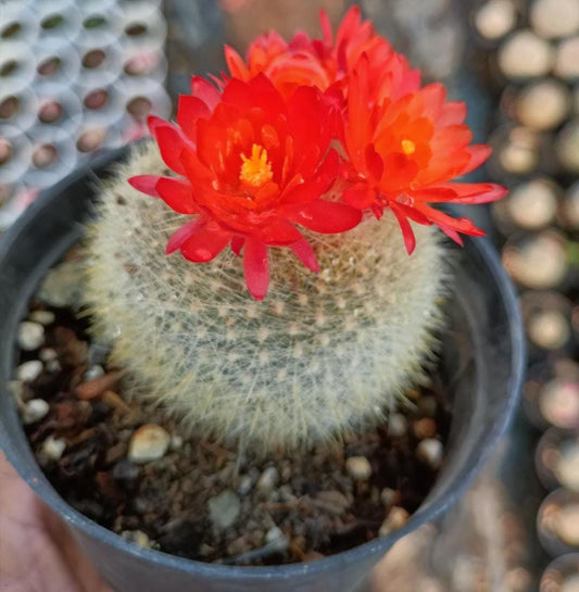 Scarlet Ball Cactus