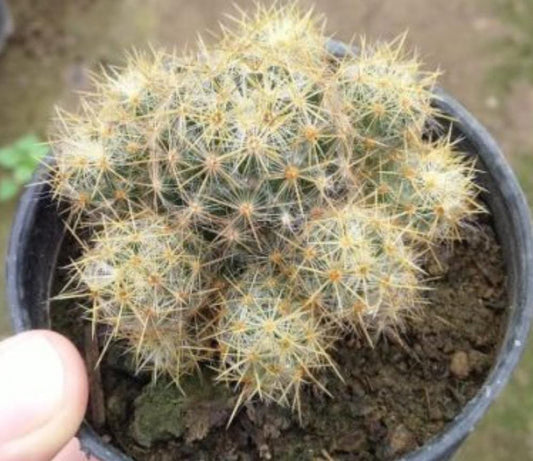 Round Spike Cactus