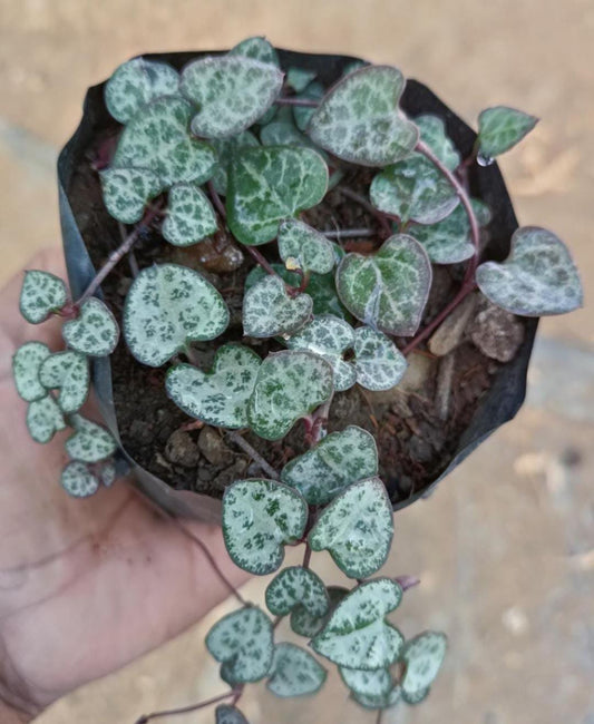 String of Hearts