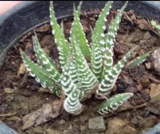 Zebra plant