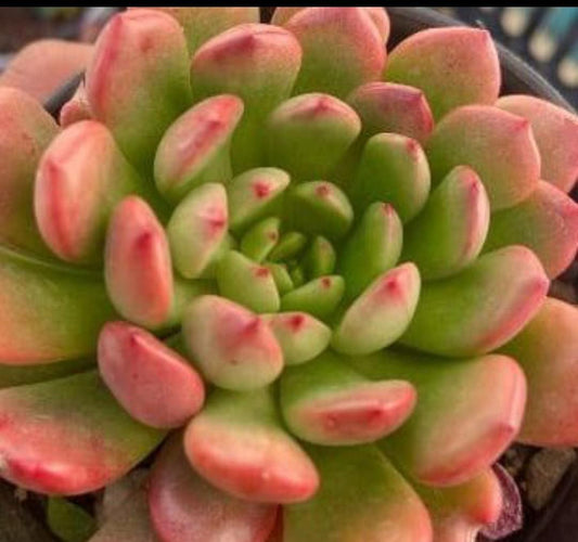 Echeveria Pink Ruby