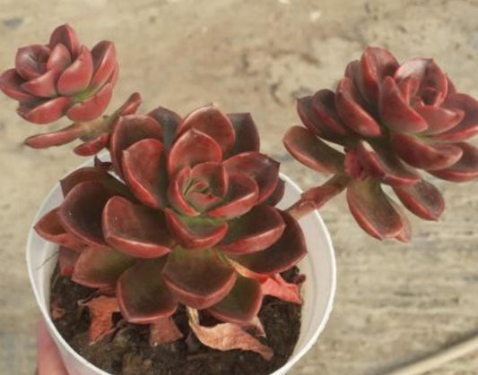 Echeveria Chrome