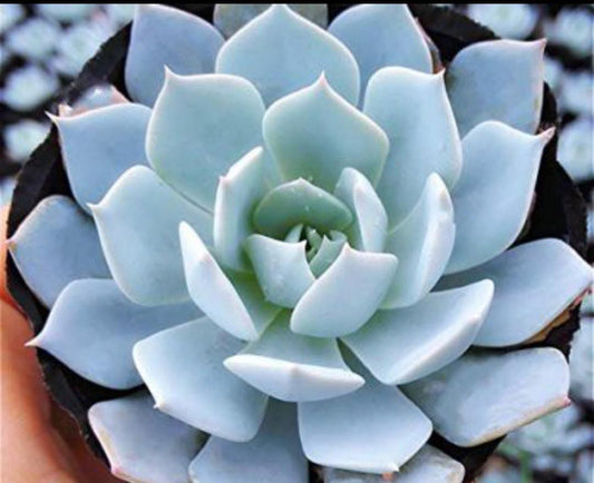 Echeveria Blue Bird