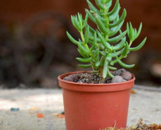 Crassula Tetragon