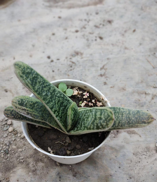 Gasteria