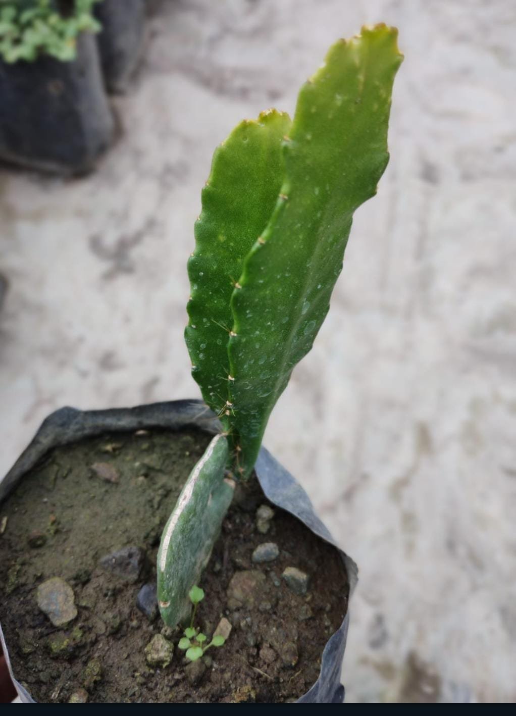 Brahma Kamal Plant Rabit brahma-kamal-plant-rabit