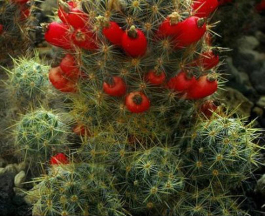 Texas Nipple Cactus