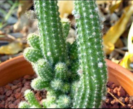 Rattail cactus