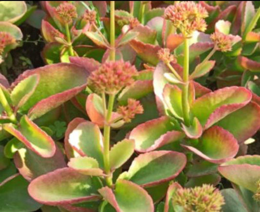 Kalanchoe Pinnata