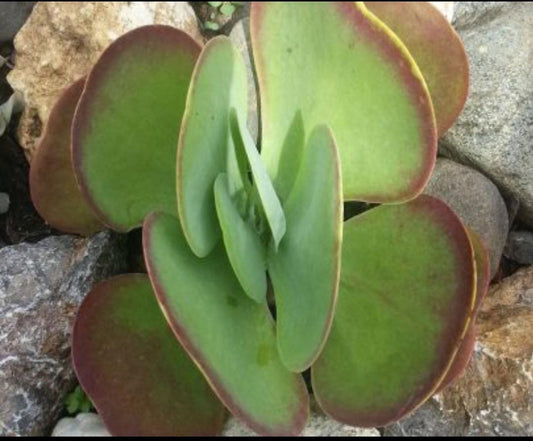 Elephant Ear