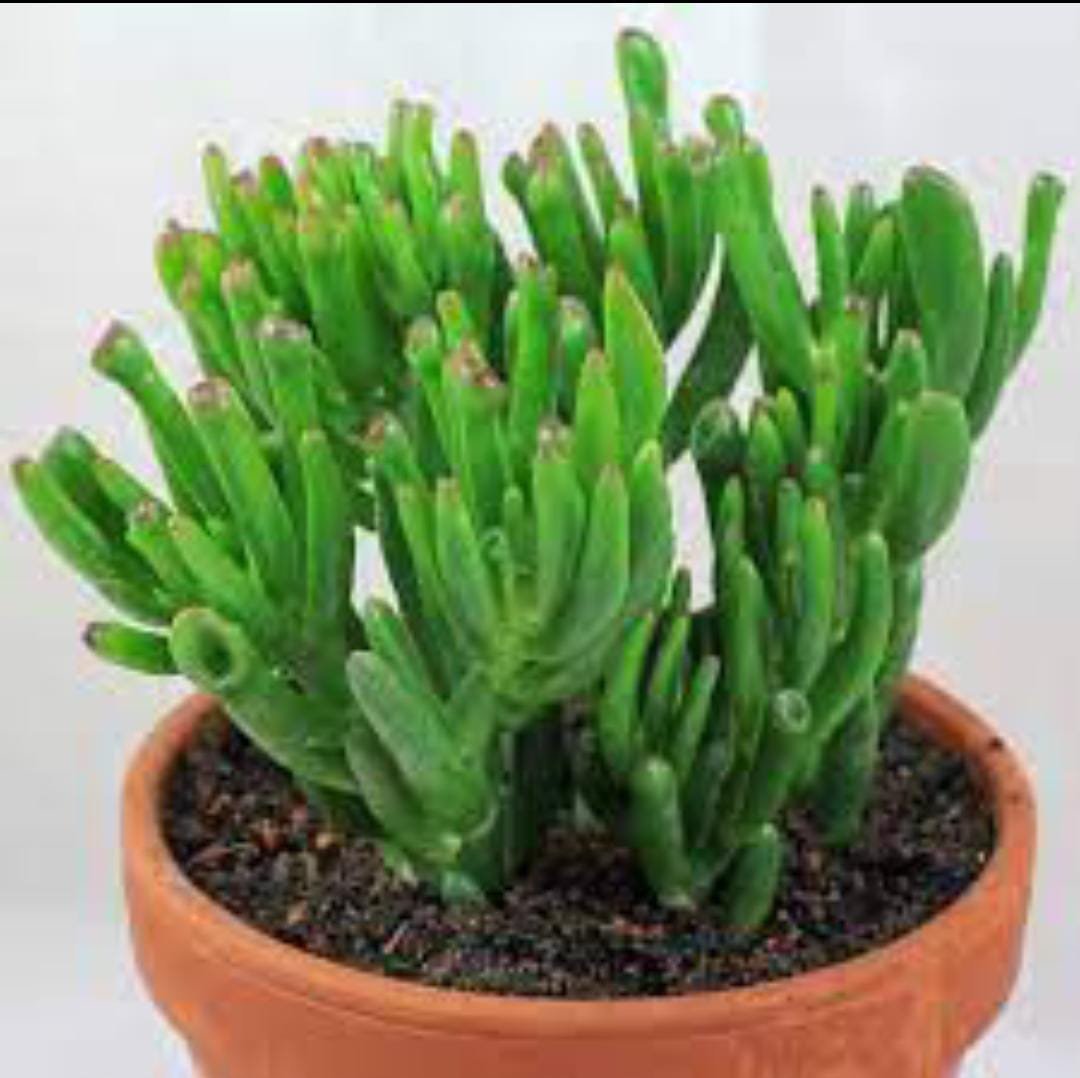 Crassula Ovata