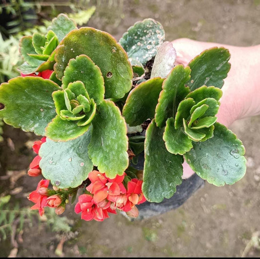 Kalanchoe Humilis