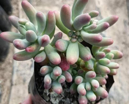 Pink Sedum