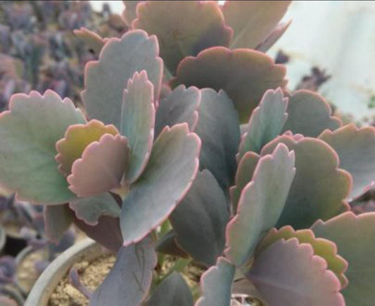 Kalanchoe Purple