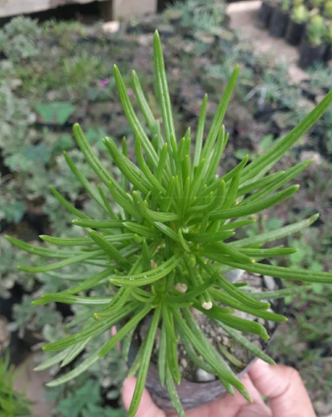 Bush Senecio