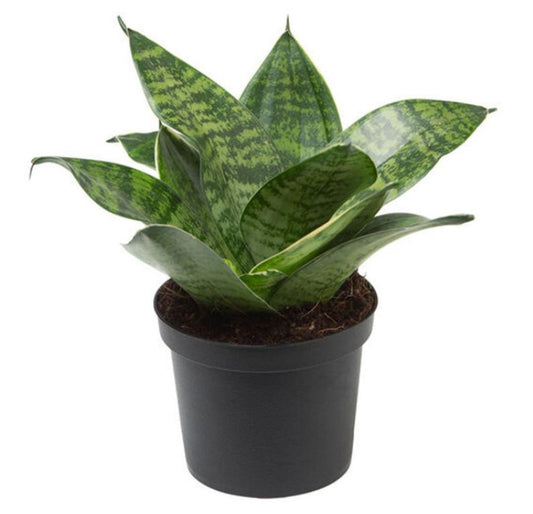 Bird's Nest Snake Plant