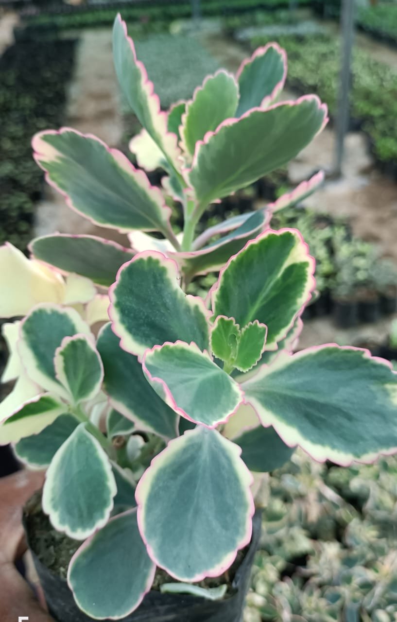 Variegated Kalanchoe