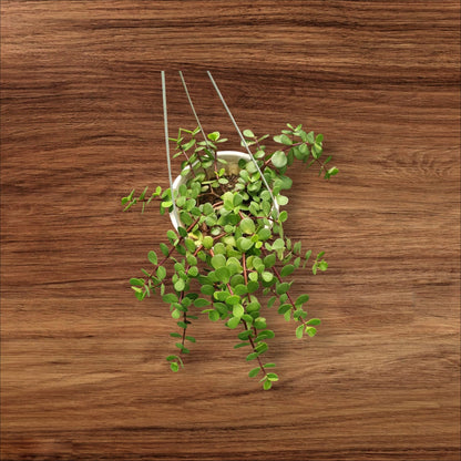 Lucky Crassula Jade Succulent Plant