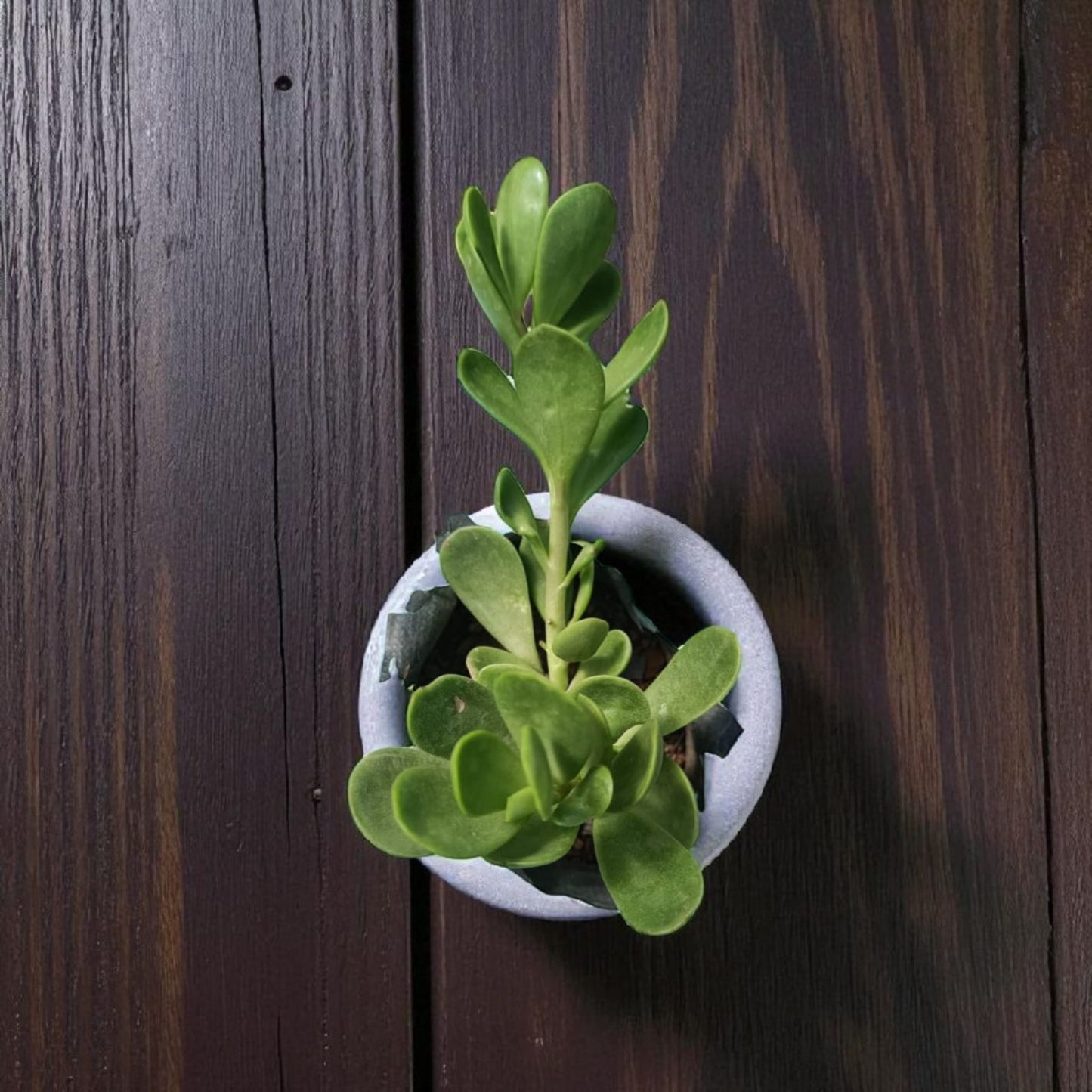 Hanging Crassula jade Succulent Plant