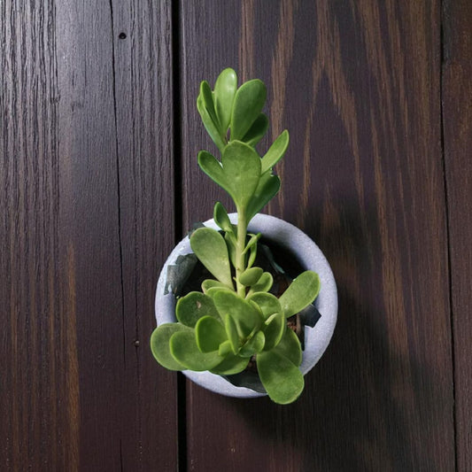 Hanging Crassula jade