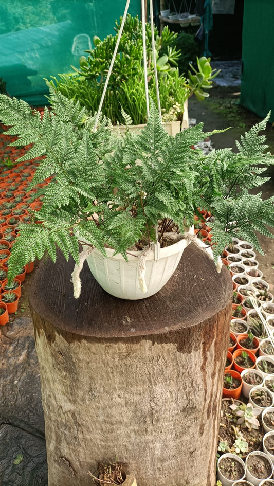 Rabit Foot Fern Plant