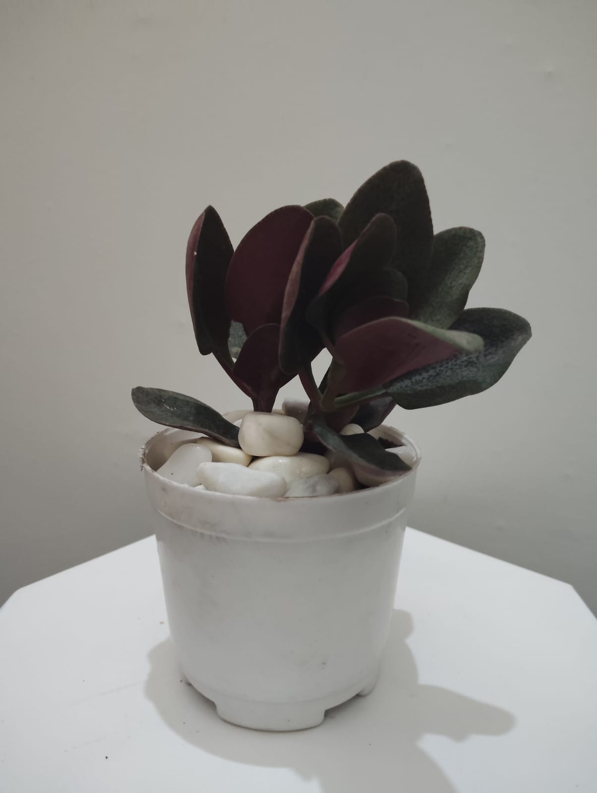 Crassula Multicave Baby Rubber Succulent Plant